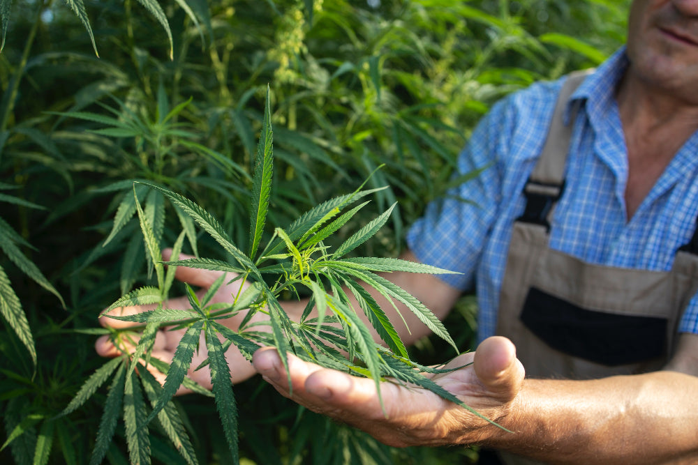 Person hält Cannabispflanzen