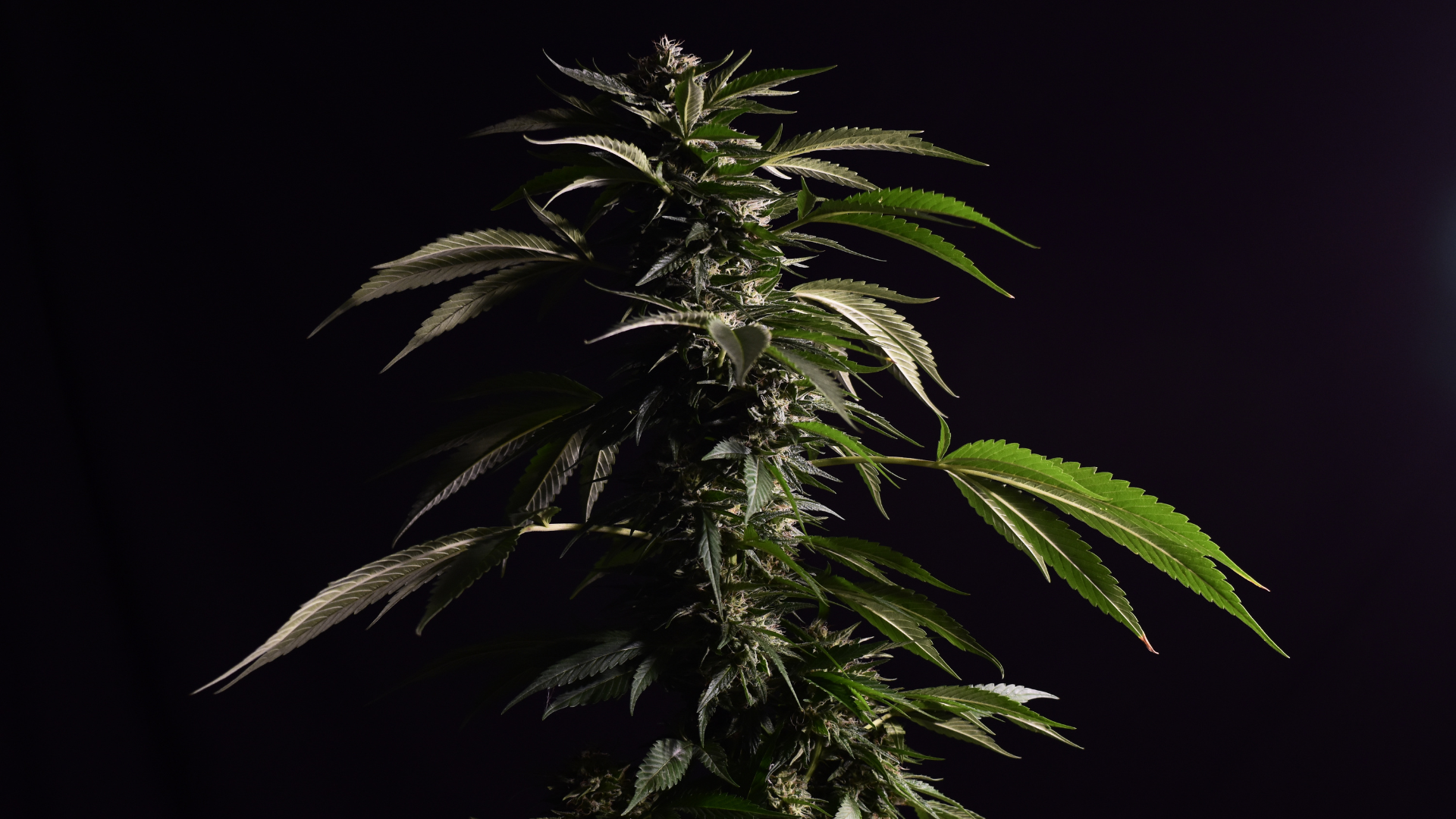 Cannabis-Sorten: Eine Übersicht