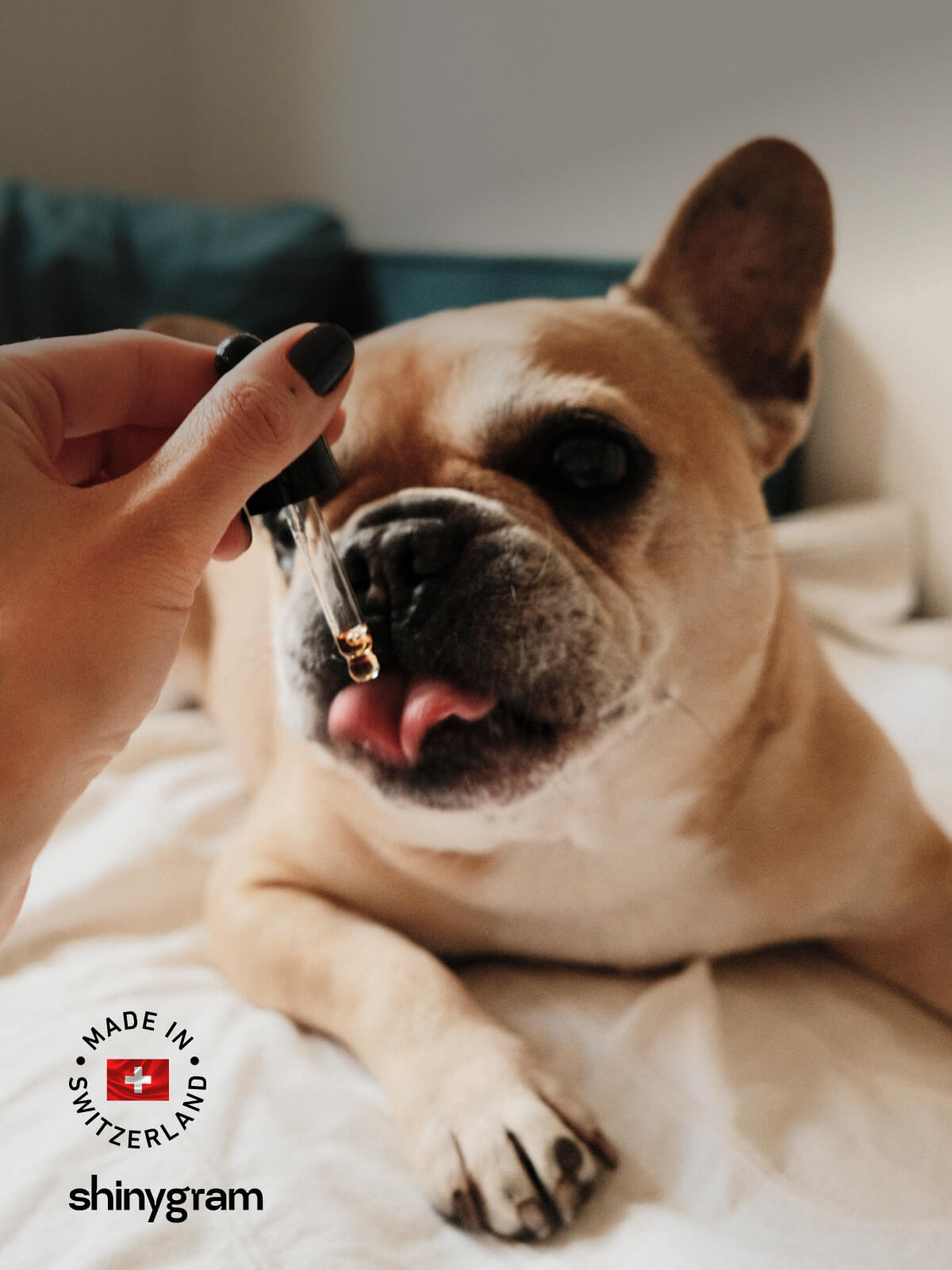 CBD Öl für Hunde ohne Verunreinigungen