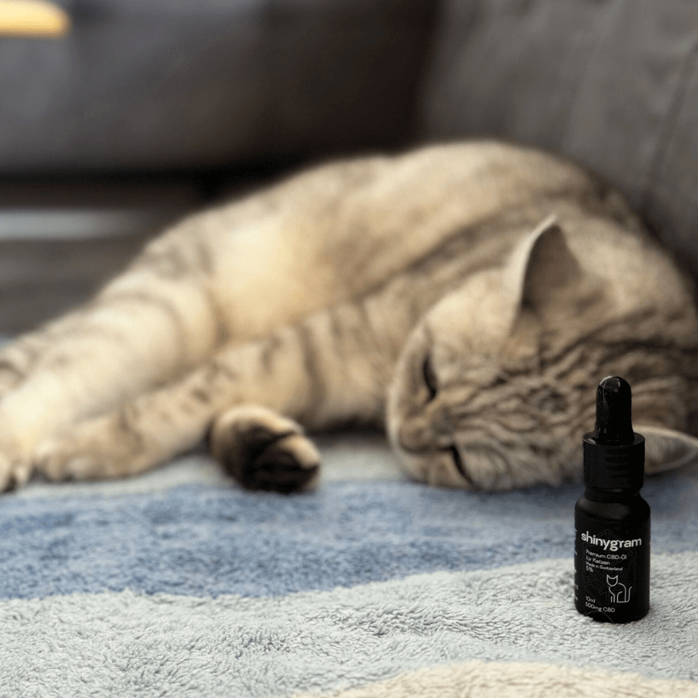 CBD-Öl für Katzen 5%