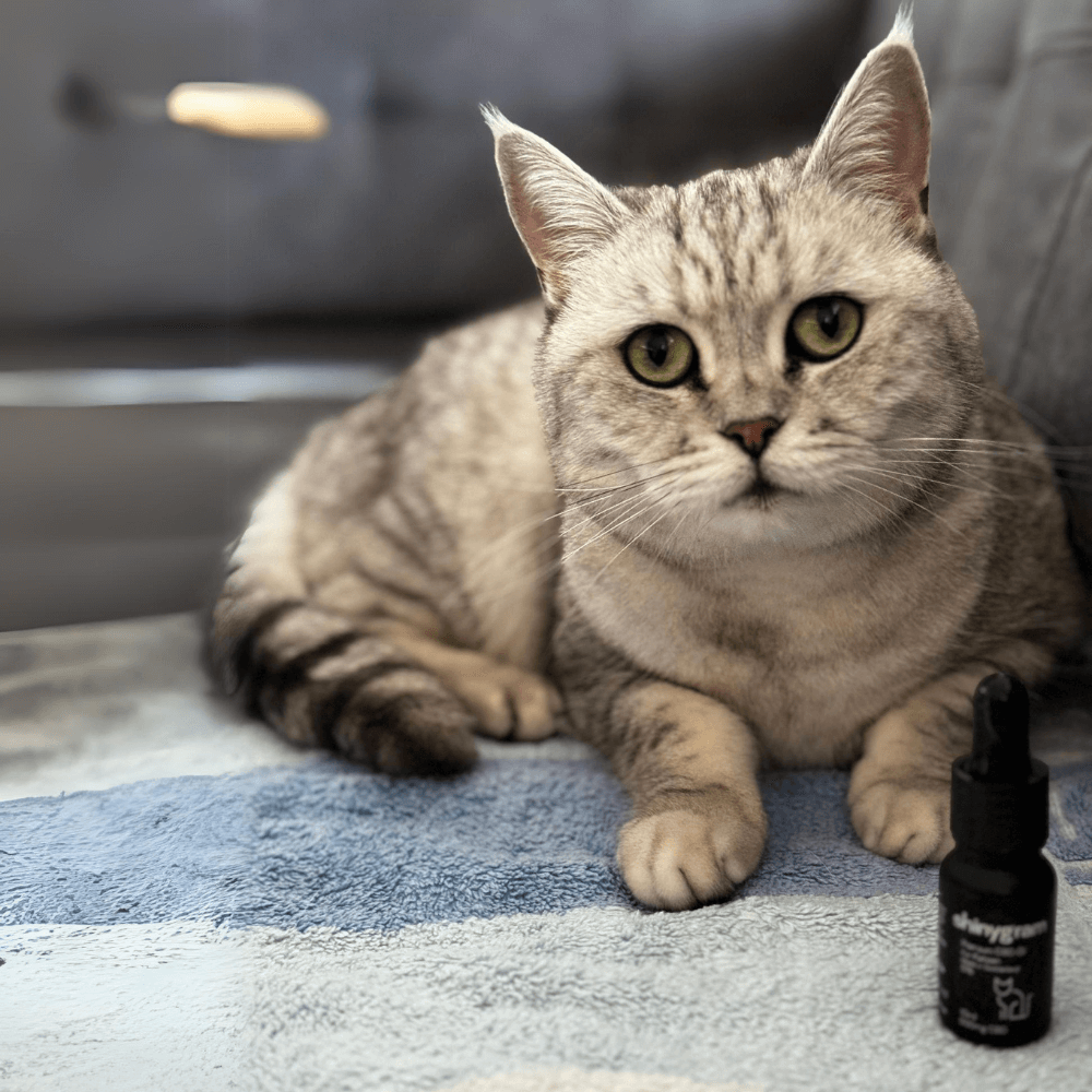 CBD-Öl für Katzen 5%