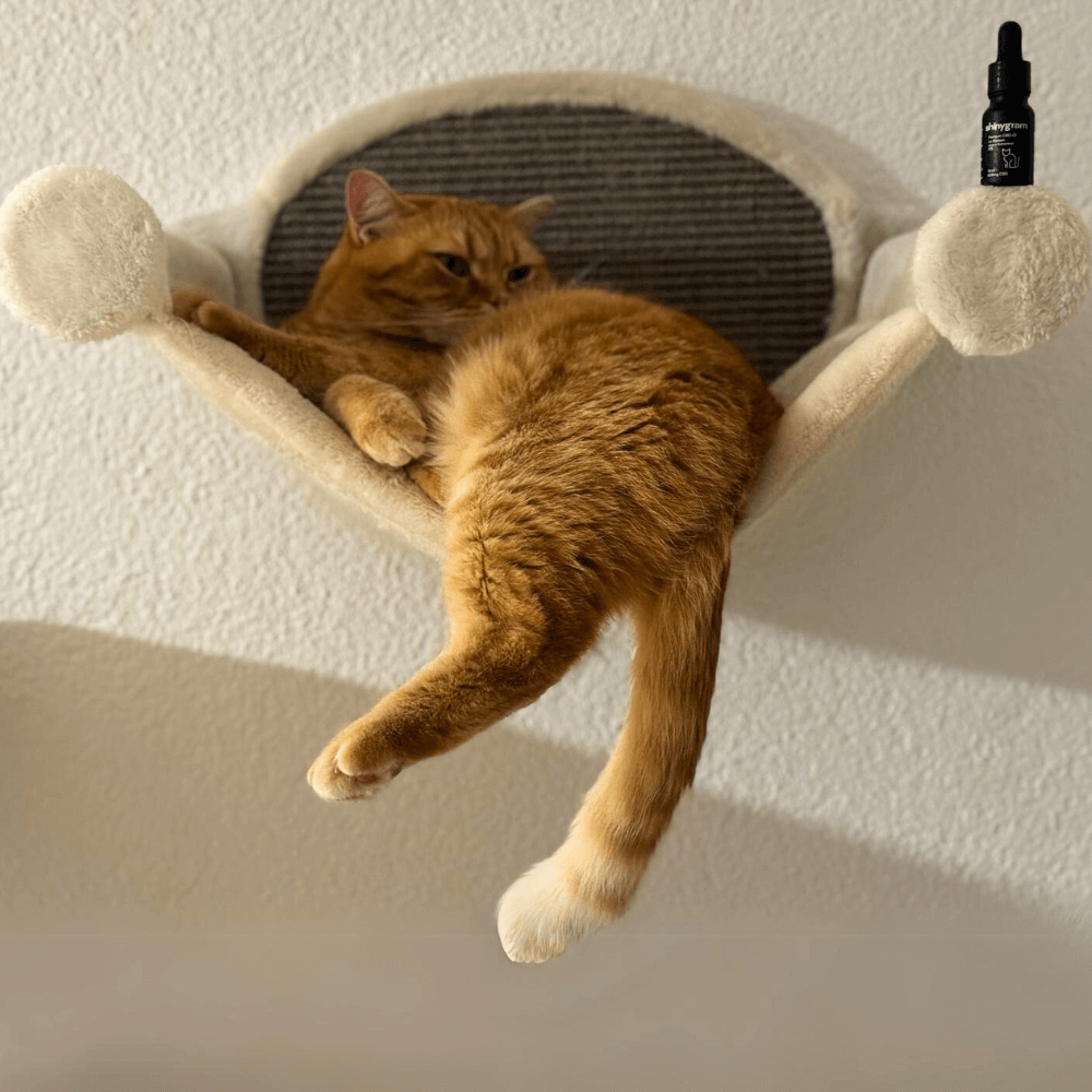 CBD-Öl für Katzen 5%