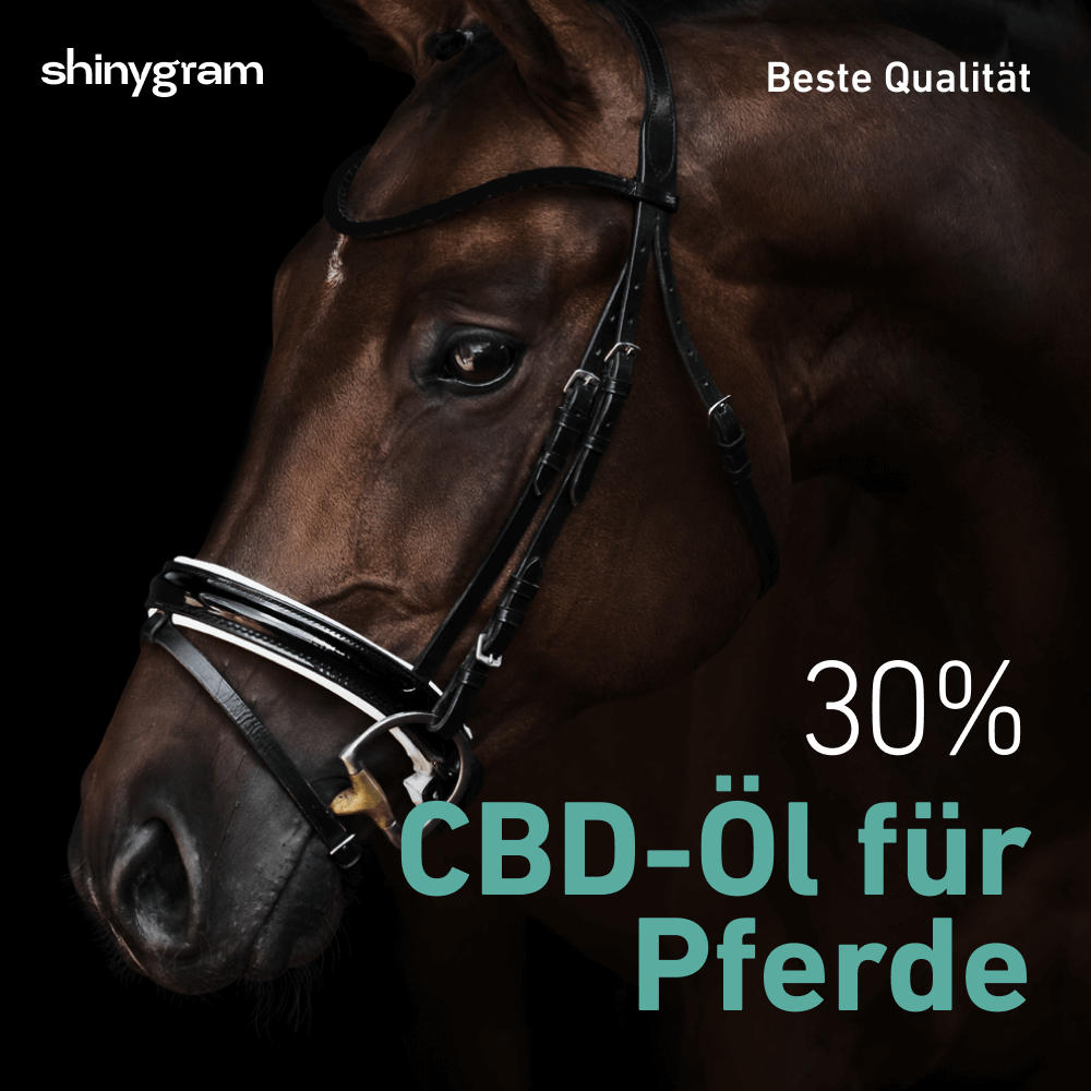 CBD Öl für Pferde 30%