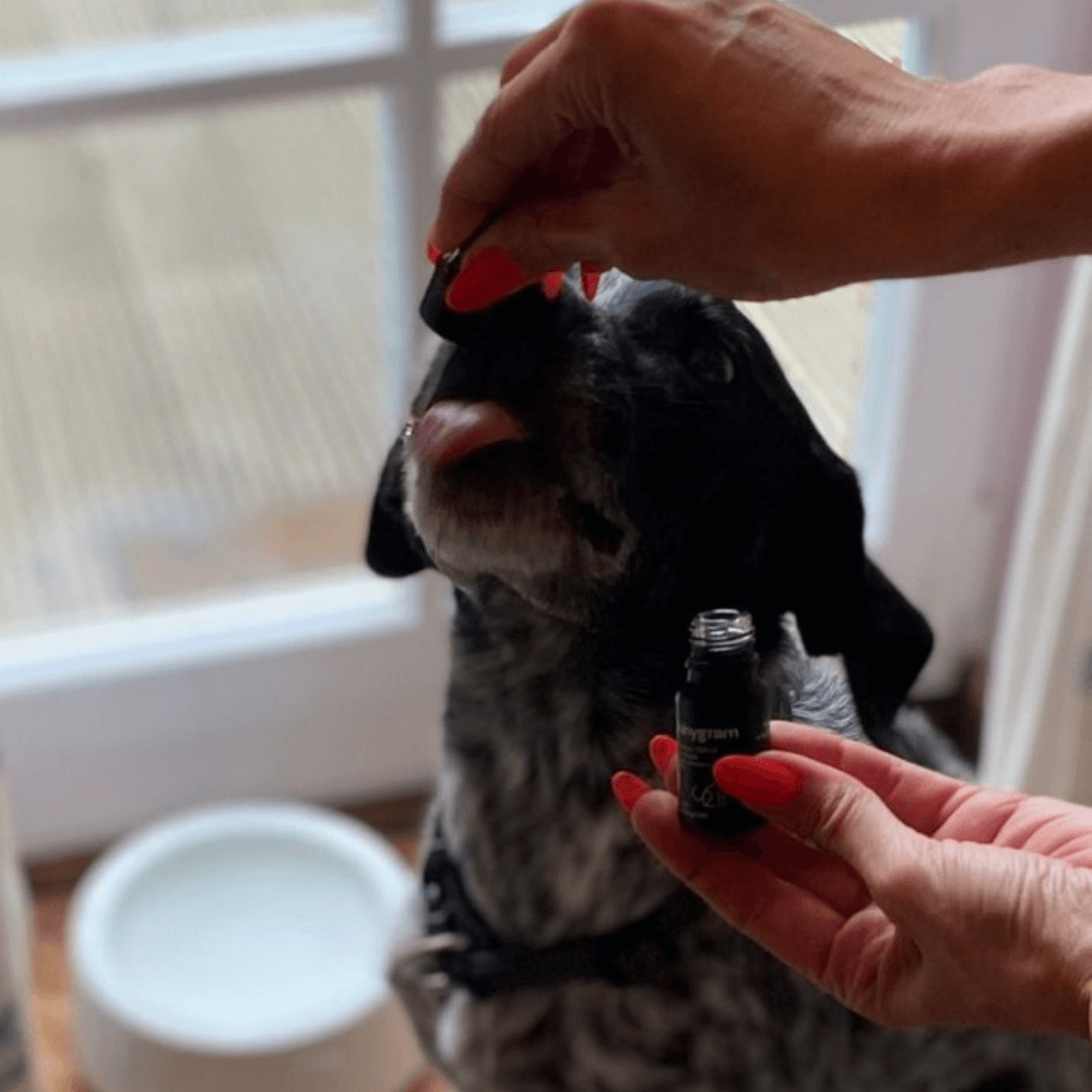 CBD Öl für Hunde 5%