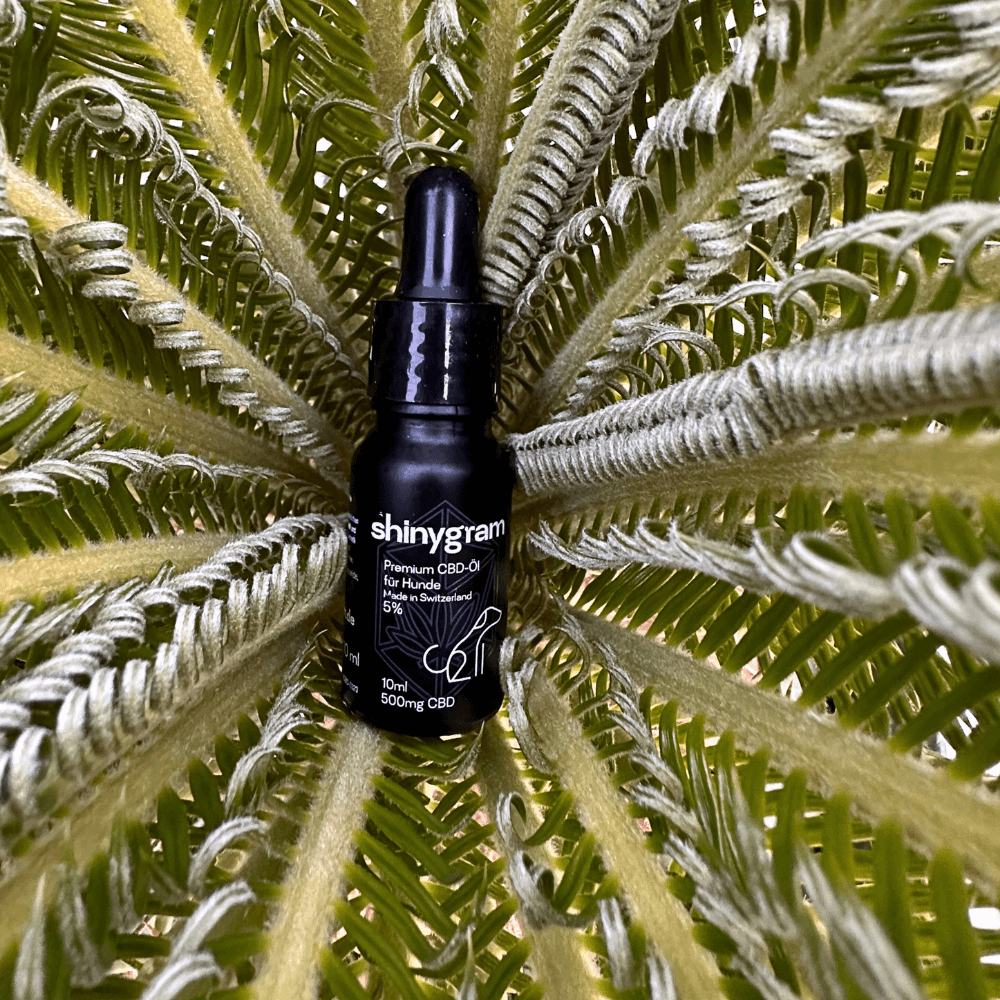 CBD Öl für Hunde 5%