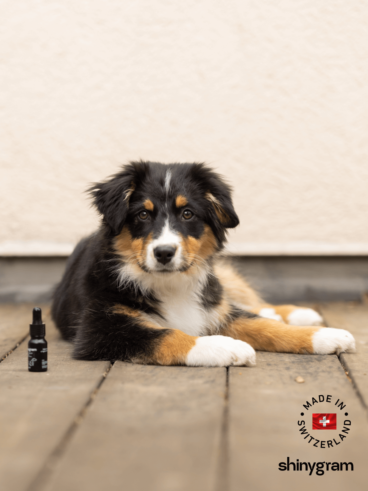 CBD Öl für alle Hunderassen geeignet