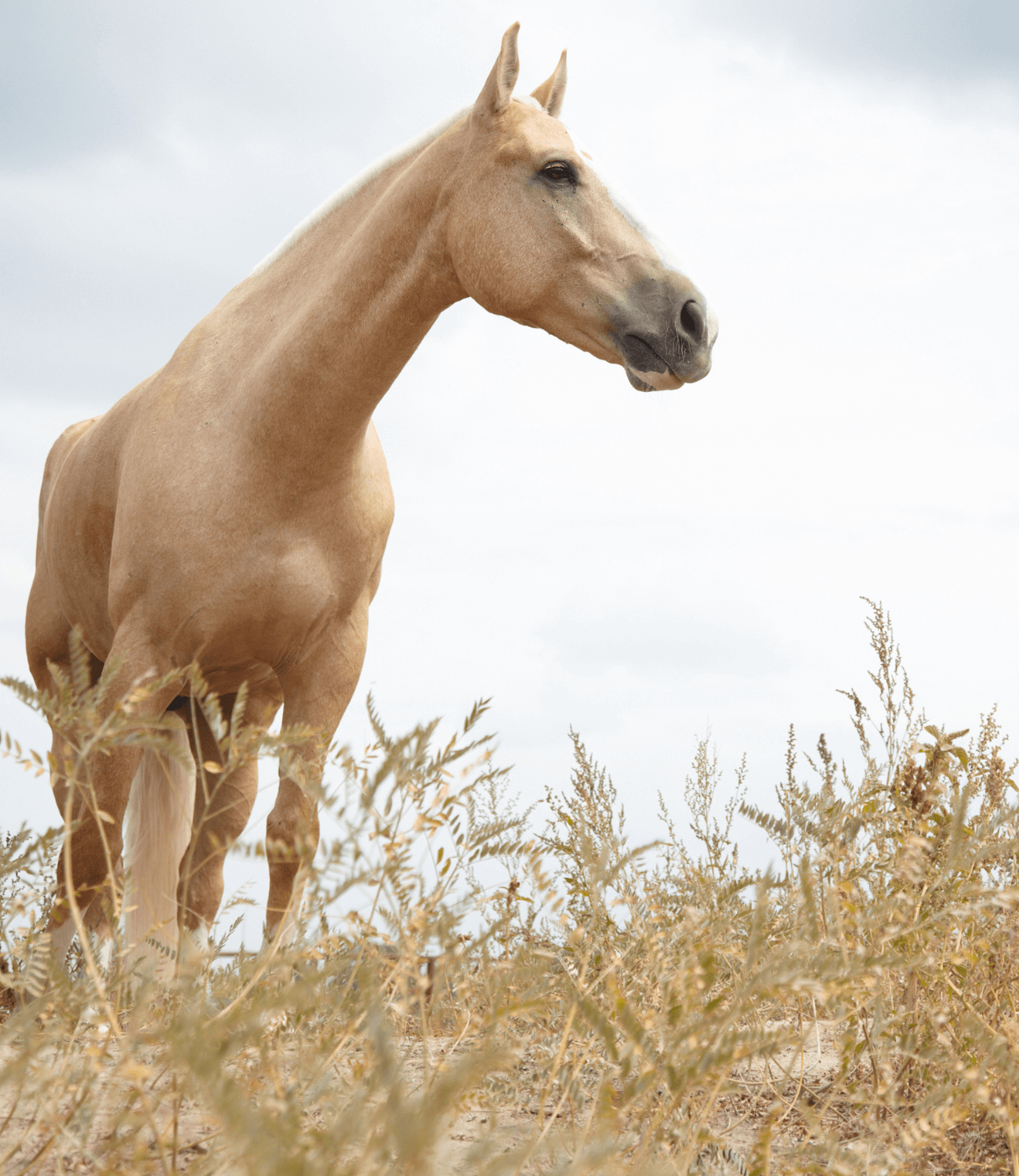 CBD Öl für Pferde Schweiz