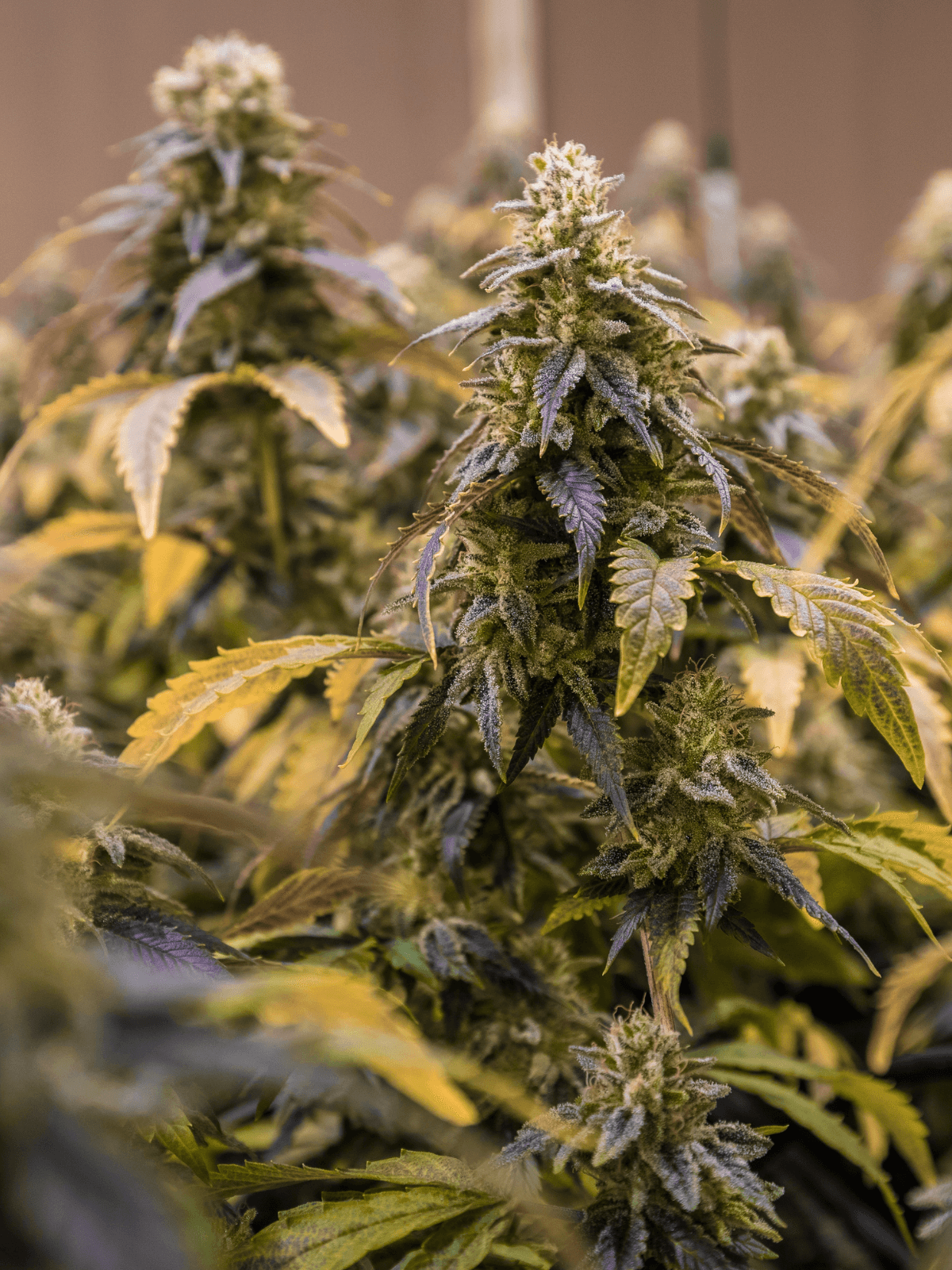 Cannabis CBD Herstellung in Premium Qualität