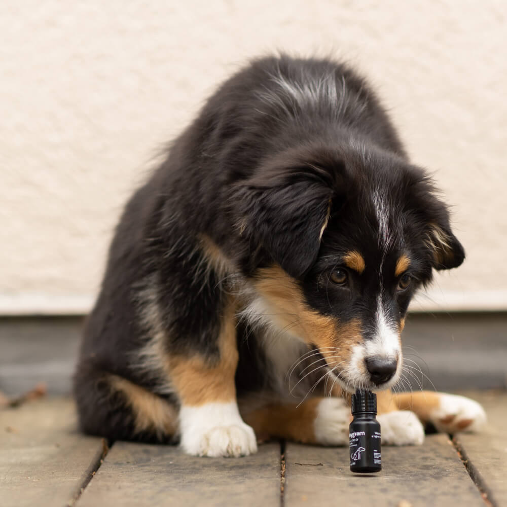 CBD Öl für Hunde 5%