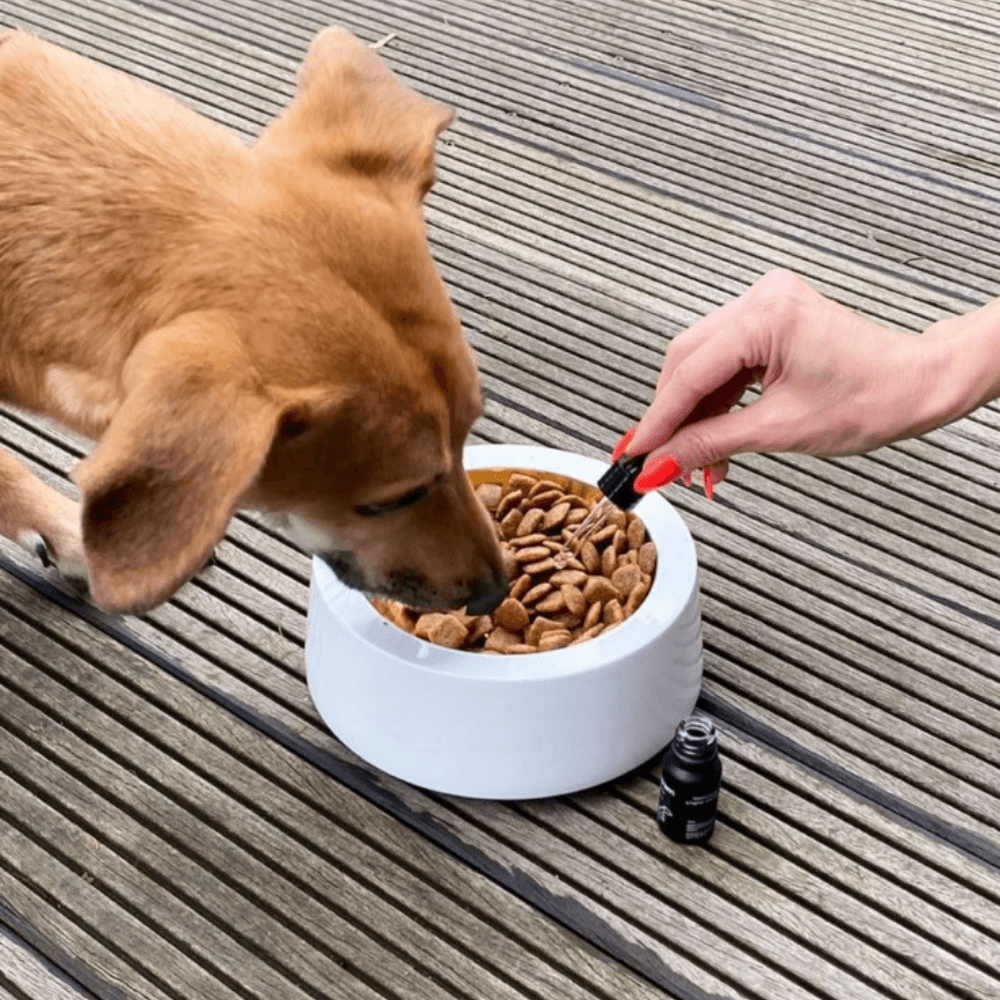Hund CBD Öl Futter